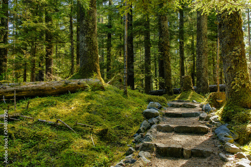 Forest Loop Trail, Glacier Bay National Park, Alaska, United States photo