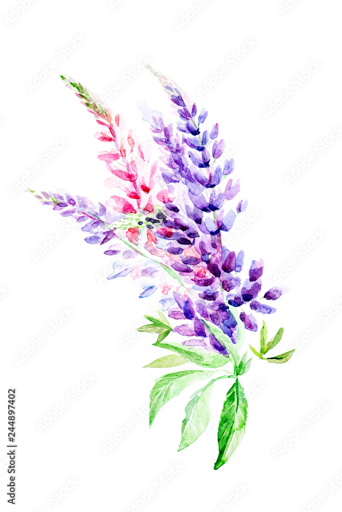 Naklejka premium Watercolor illustration Botanical lupinus isolated on white background