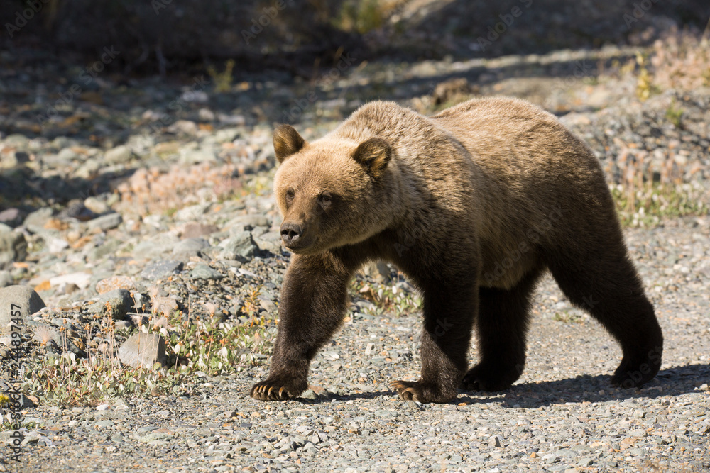 Fototapeta premium Grizzly Bär bear wildife Canada