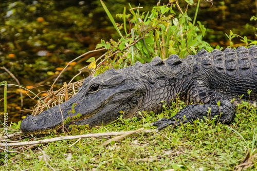 Anhinga Trail Alligators, Everglades National Park, Florida, United States