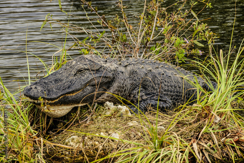 Anhinga Trail Alligators  Everglades National Park  Florida  United States