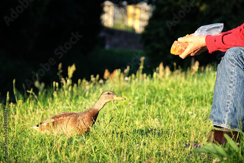 A man is feeding a duck