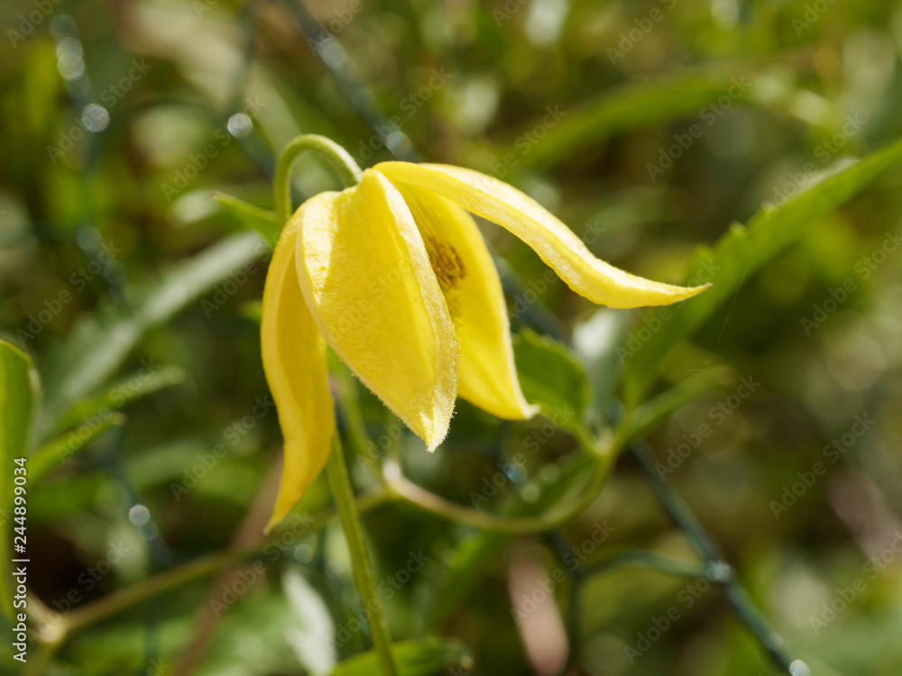 Clematis tangutica - Fleur jaune or en forme de clochette retombante de  Clématite tangoute dorée Stock Photo | Adobe Stock