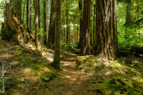 Ancient Groves Nature Trail, Olympic National Park, Washington, United States © Sceninc Media