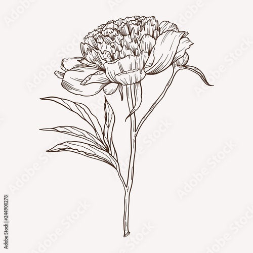 Vector peony flower. Hand drawn contour lines and strokes.