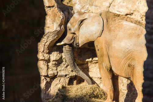 An african elephant eating grass in a rock © MiniMoon Photo