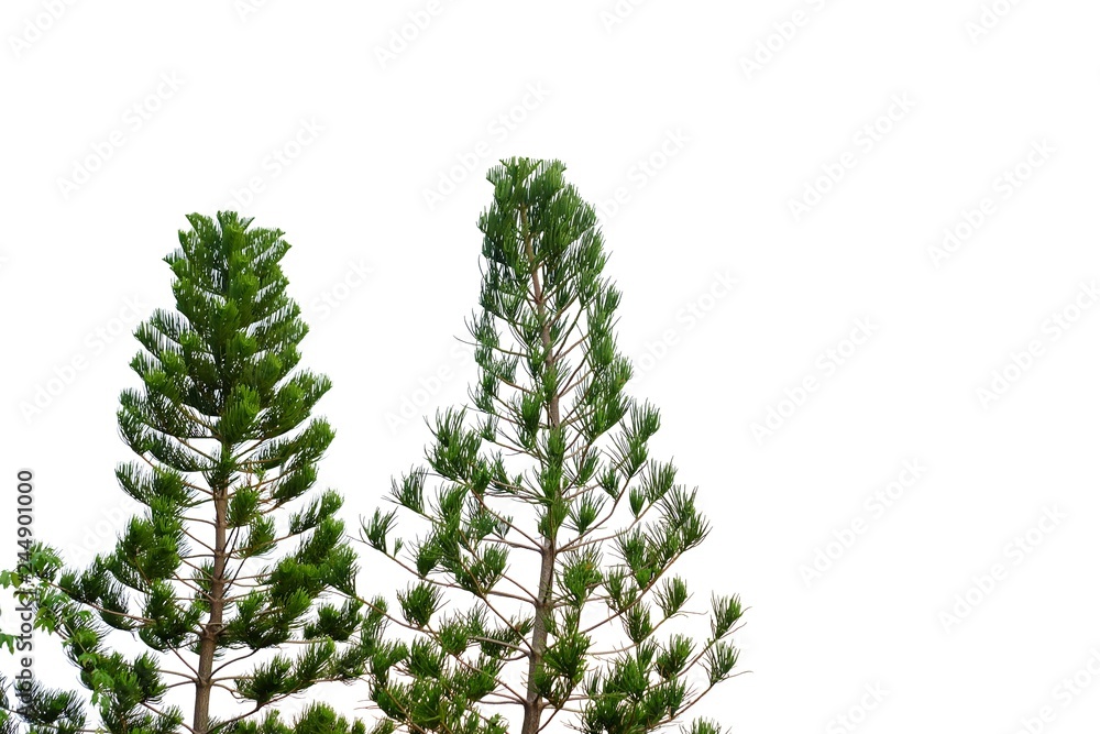 Pines tree growing in botanical garden on white isolated background for green foliage backdrop 