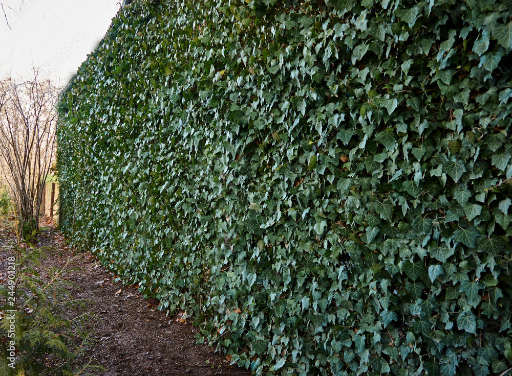 ivy chain link fence