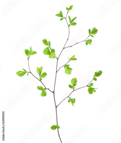 Branch with young green spring leaves isolated on white background. Spiraea vanhouttei.