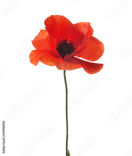 Red poppy isolated  isolated on white background. Selective focus.