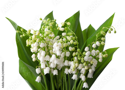 Lilies of the Valley with leaves   isolated on a white background.