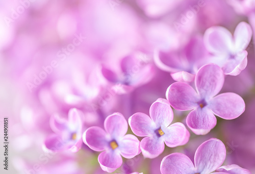 Macro image of  Lilac flowers. Abstract  floral background.  Very shallow depth of field  selective focus.
