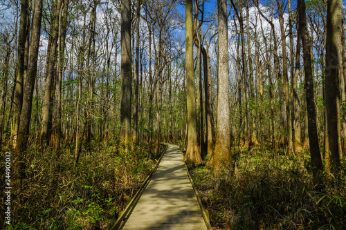 Boardwalk Trail, Congaree National Park, South Carolina, United States