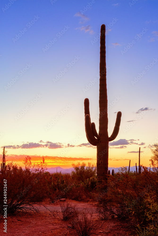 Saguaro cactus (Carnegiea gigantea) stands out against an evening sky, Arizona, United States.