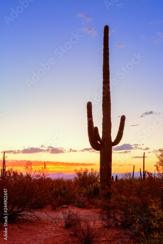 Saguaro cactus (Carnegiea gigantea) stands out against an evening sky, Arizona, United States.