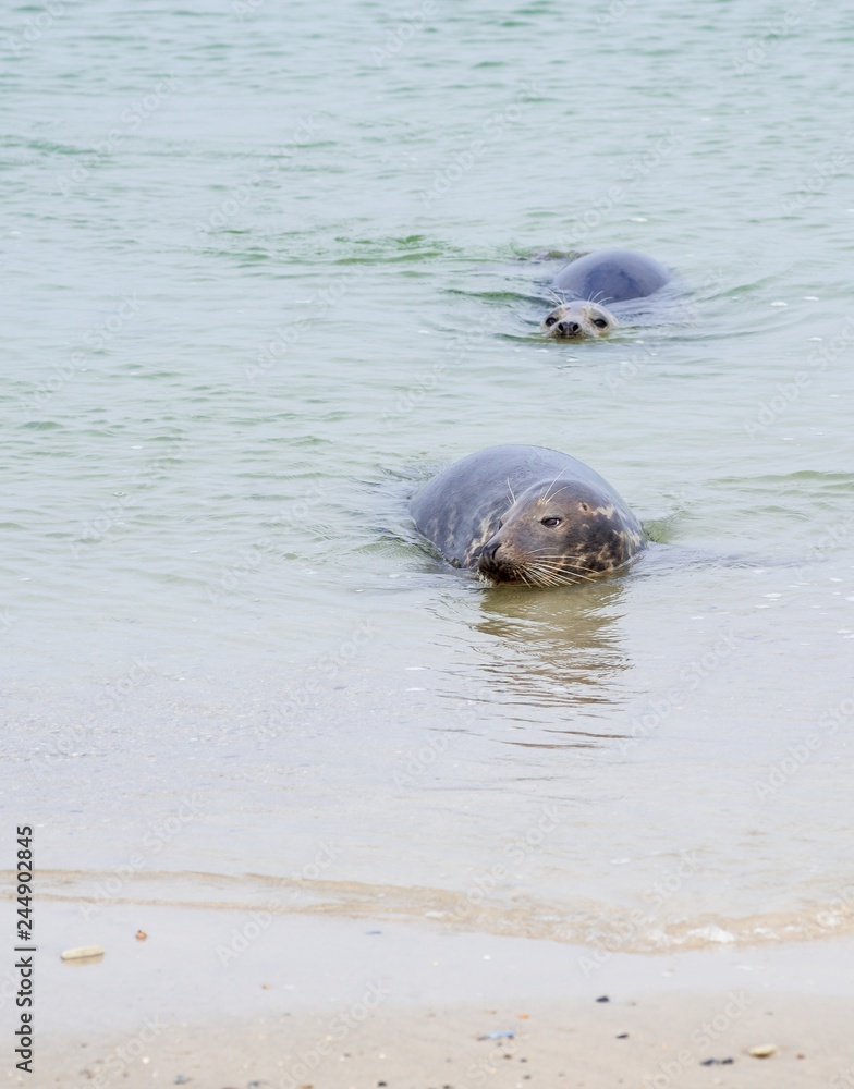 Fototapeta premium Kegelrobben (Halichoerus grypus) schwimmen im Wasser am Sandstrand, Insel Helgoland, 