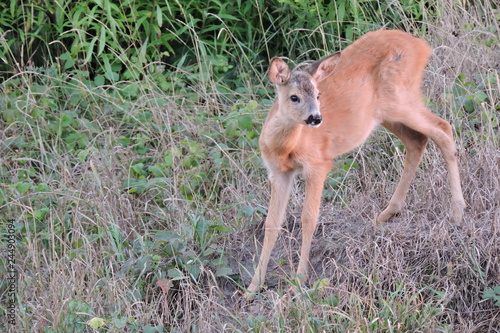 A young fawn standing in green and dry grass observing the surroundings and listening to noises