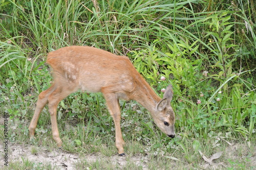 A young fawn standing in green grass #244903487
