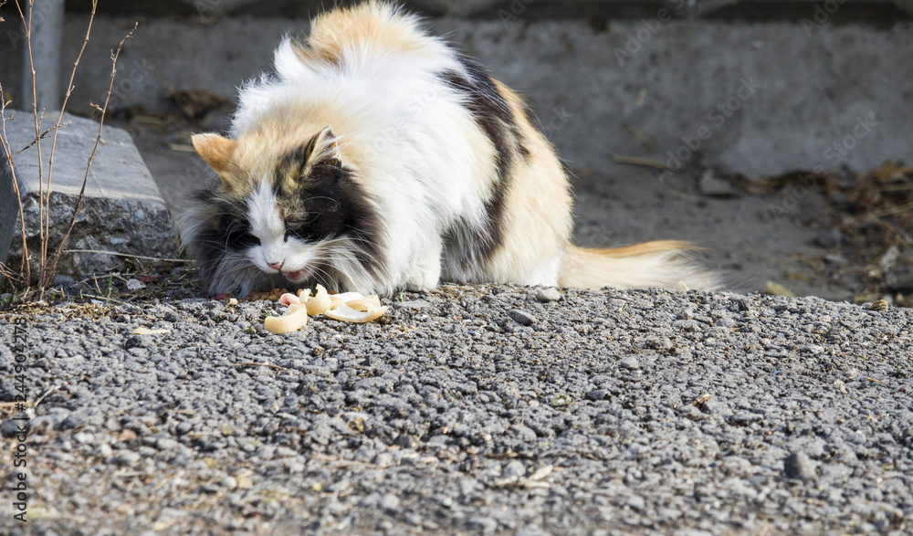 Fototapeta premium fluffy white, red and black cat eating food from asphalt