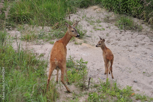 A roe deer and its young fawn
