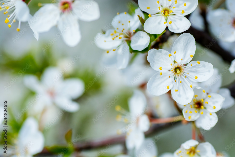 A close-up image of white cherry blossom A close-up image of white cherry blossom