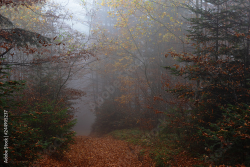 Autumn misty forest, with yellow and red leaves on trees.