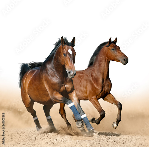 Fototapeta Naklejka Na Ścianę i Meble -  Bay sportive horses running wild