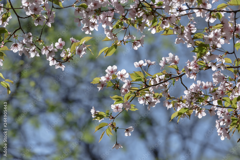blooming sakura branches in spring blooming sakura branches in spring