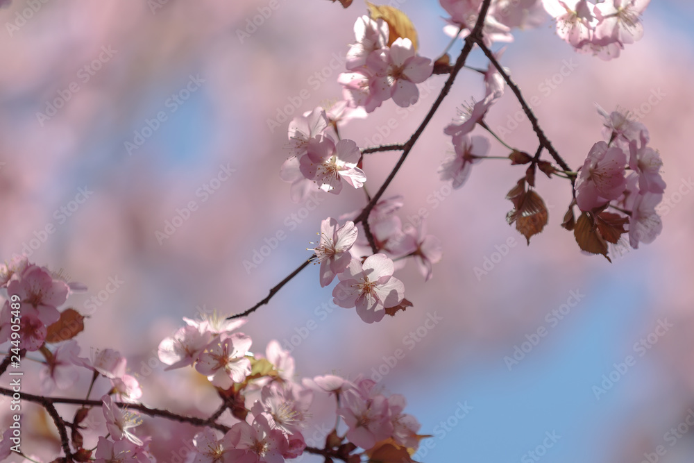 branch of pink cherry blossoms in spring in bright sunlight branch of pink cherry blossoms in spring in bright sunlight