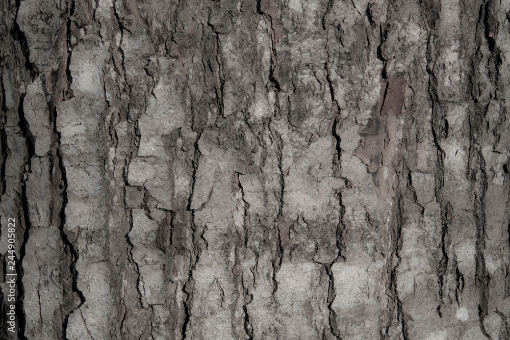 Crey tree bark texture Crey tree bark texture