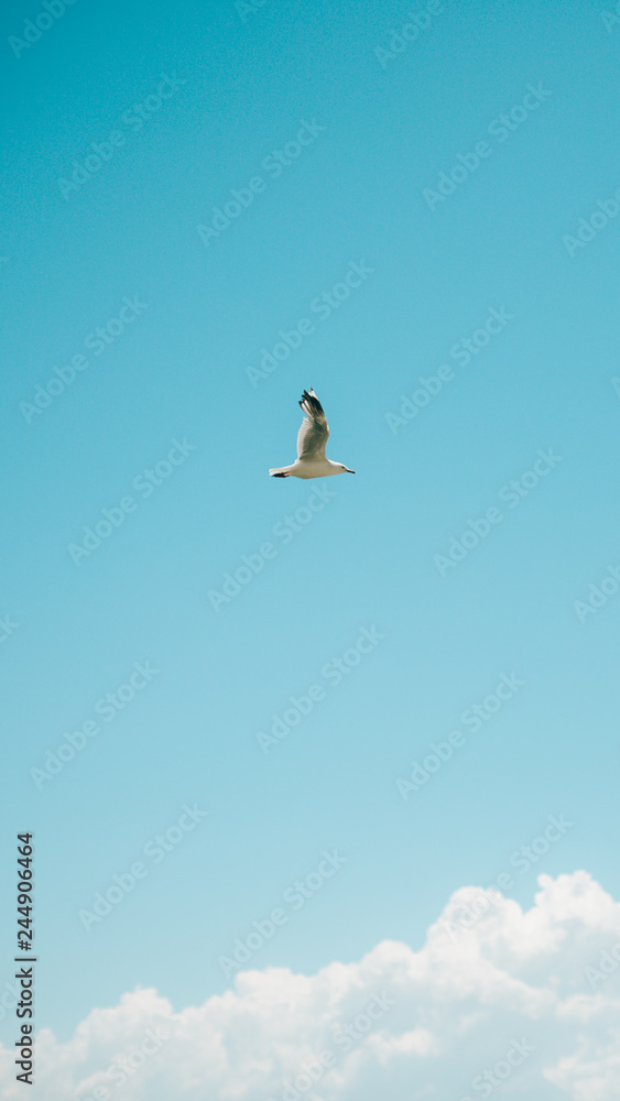 Fototapeta premium stork in flight