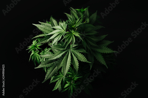 marijuana bush on a black background