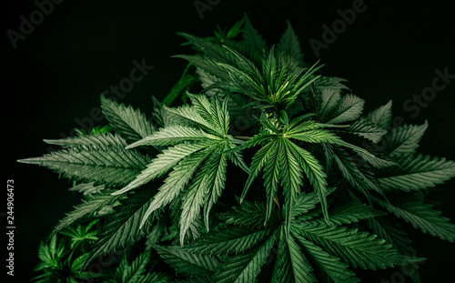 beautiful leaves of marijuana