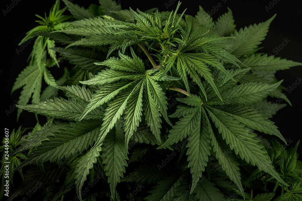 Cannabis Cannabis