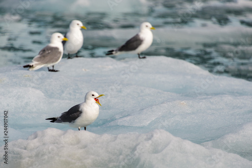 Seagull with open beak on the ice © Alexey Seafarer