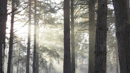 Sunlights in the forest