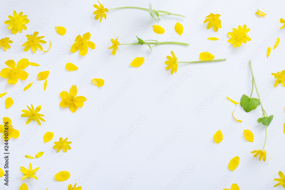 yellow flowers on white background yellow flowers on white background