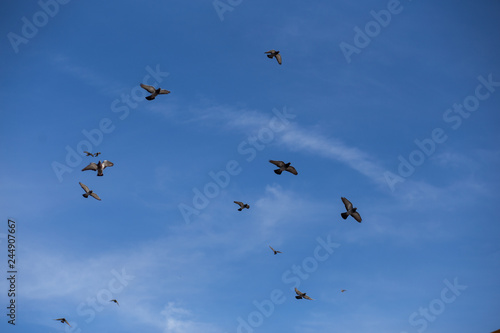 palomas volando
