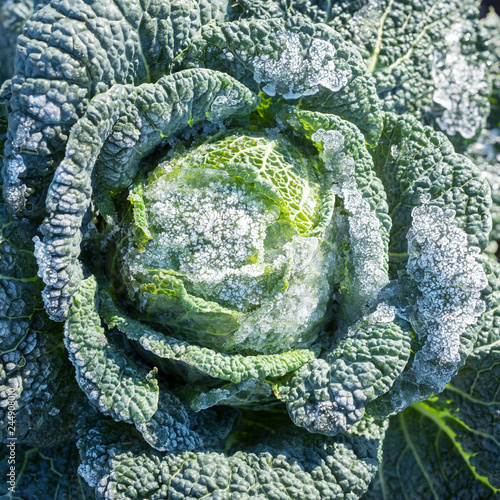 closeup of green cabbage with wintry frost