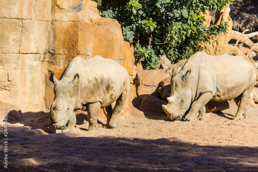 Fototapeta premium Two white rhinoceros, Ceratotherium simum, walking on a natural environment