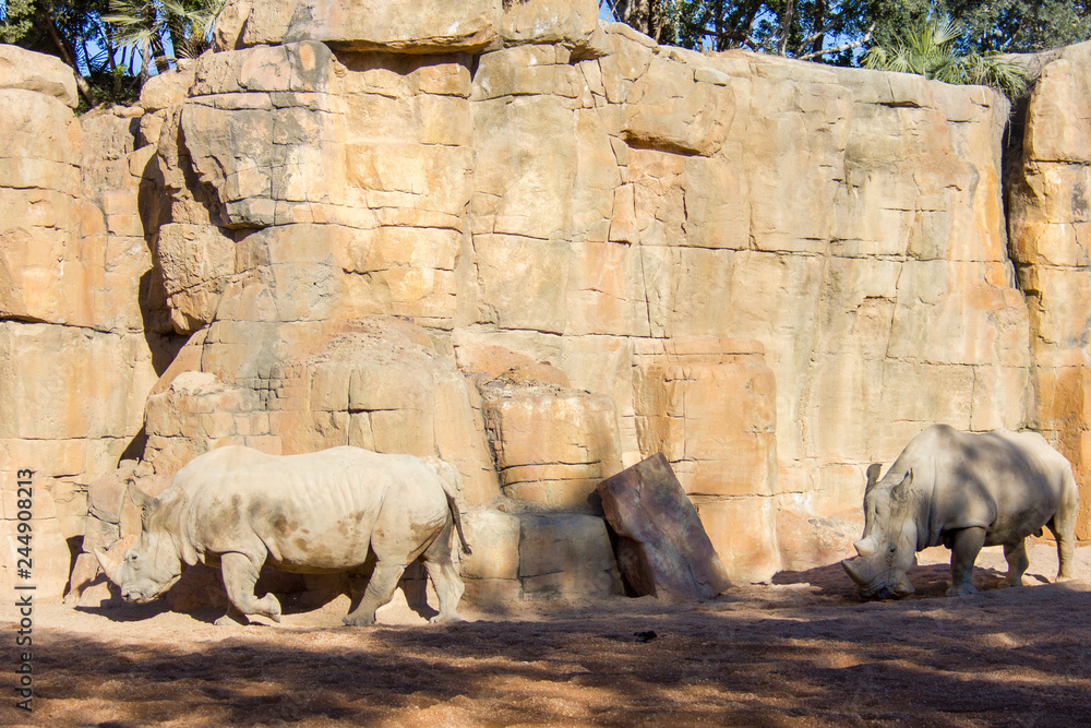 Two white rhinoceros, Ceratotherium simum, walking on a natural environment Two white rhinoceros, Ceratotherium simum, walking on a natural environment