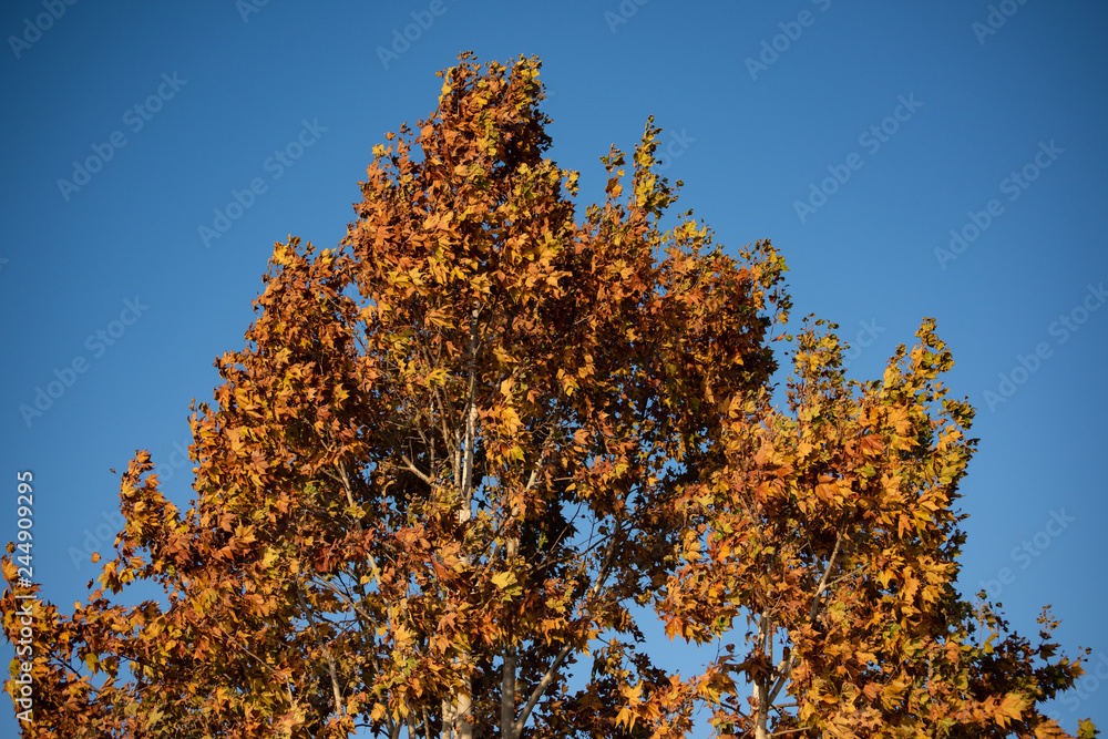 Tree crown with yellow leaves standing out in a blue sky. Concept image of nature in winter.