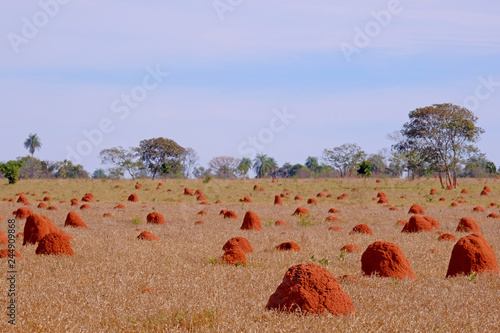 Beautiful termite mounds on dry grassy agricultural field, Bonito, Mato Grosso, Pantanal, Brazil photo