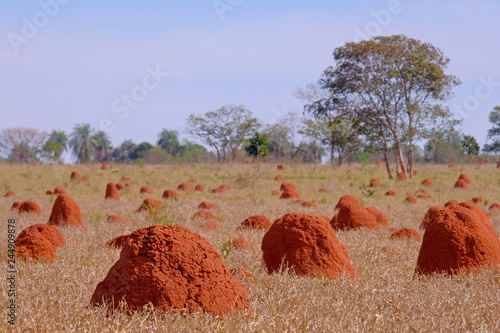 Beautiful termite mounds on dry grassy agricultural field, Bonito, Mato Grosso, Pantanal, Brazil photo