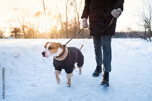 Walking the dog on cold winter day. Person with a dog in warm clothing on the leash at a park