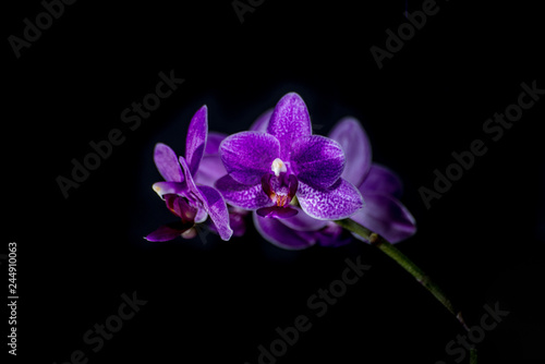 Orchid