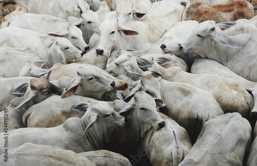 Flock of cows : beef cattle farming © ParimaArt&Photo
