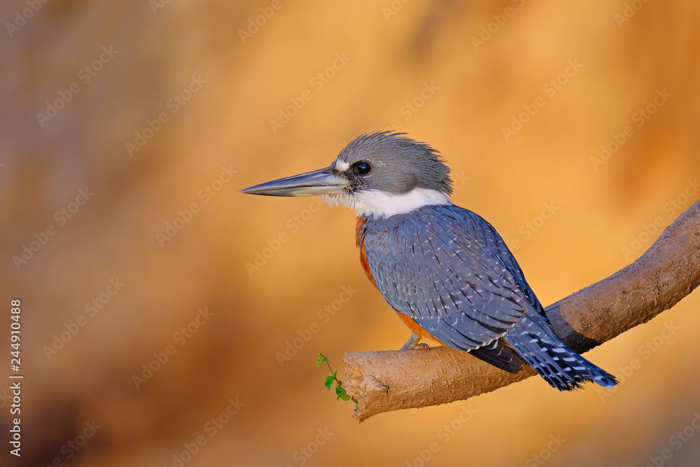 Male Ringed Kingfisher, Megaceryle Torquata, a large and noisy kingfisher bird, Pantanal, Brazil, South America Male Ringed Kingfisher, Megaceryle Torquata, a large and noisy kingfisher bird, Pantanal, Brazil, South America