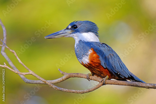 Female Ringed Kingfisher, Megaceryle Torquata, a large and noisy kingfisher bird, Pantanal, Brazil, South America photo