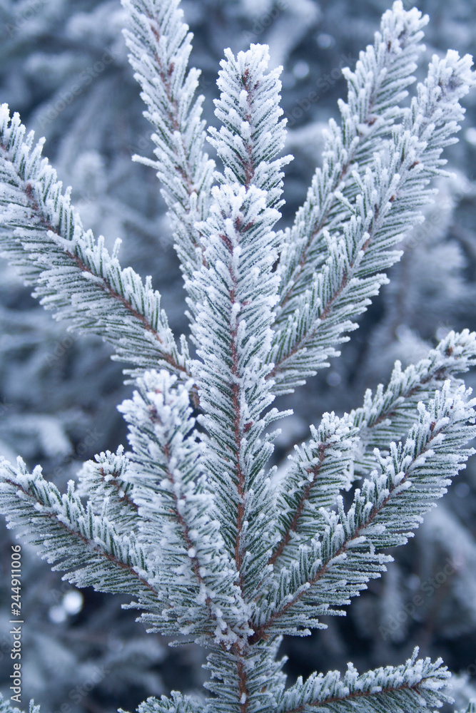 Frost spruce Frost spruce